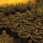 Kibic z plantacją marihuany wartą 350 tysięcy złotych