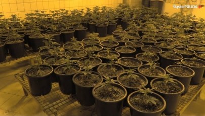 Kibic z plantacją marihuany wartą 350 tysięcy złotych