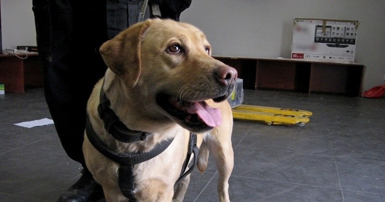 Kibole handlowali narkotykami. Są już w areszcie