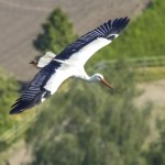 Kiedy bociany wrócą do Polski? Ptaki wykonały ważny krok