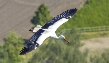 Kiedy bociany wrócą do Polski? Ptaki wykonały ważny krok