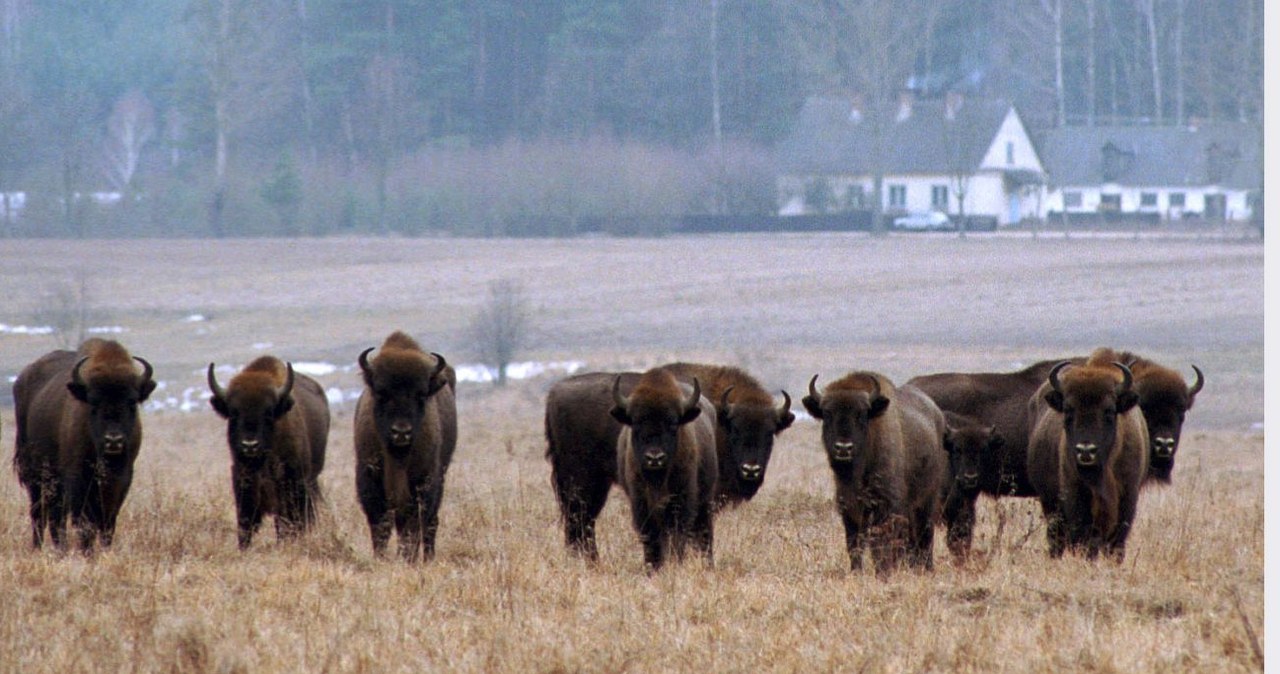 Kiedy dokarmianie dzikich zwierząt jest niebezpieczne? Kilku zasad trzeba przestrzegać /Andrzej Sidor /Agencja FORUM