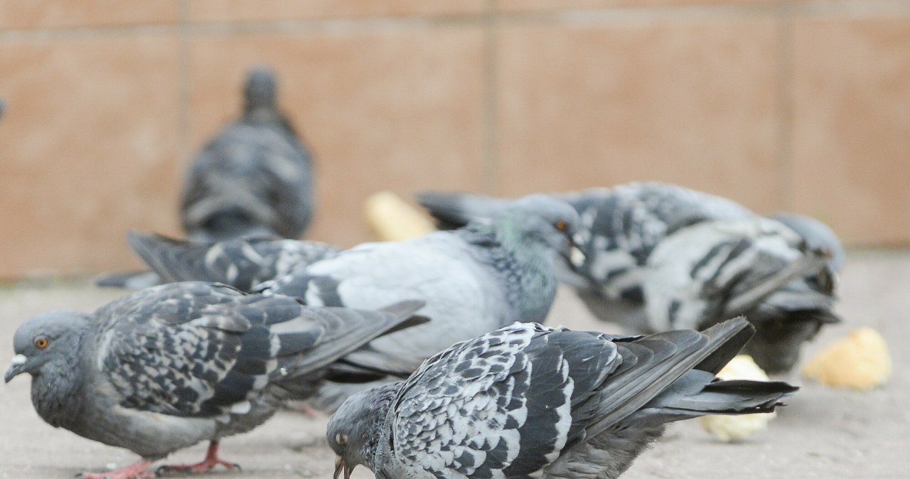 Kiedy dokarmianie ptaków to problem? Pamiętaj o tych zasadach /PIOTR KAMIONKA/REPORTER/PIOTR KAMIONKA/REPORTER /East News