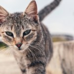 koty Kiedy futro nie wystarczy. Czy kotom jest zimno na dworze?