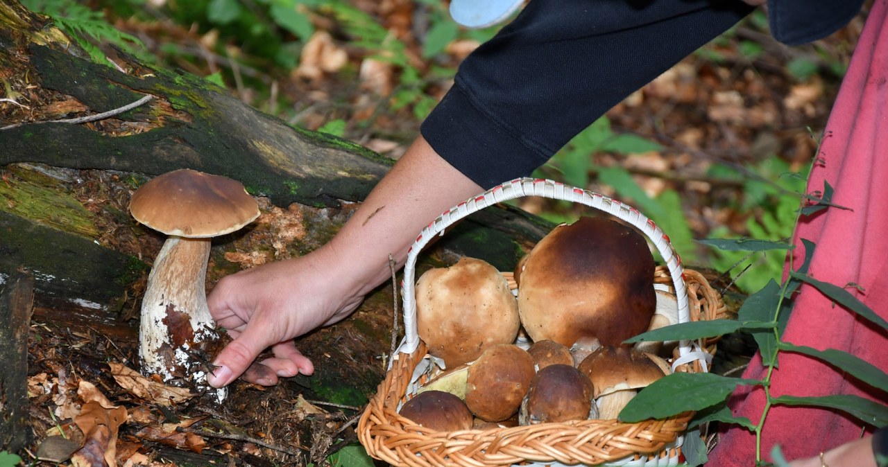 Kiedy grzyby rosną najszybciej? Kilka kwestii ma znaczenie. /123RF/PICSEL