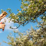 Kiedy i jak przycinać drzewa owocowe? To bardzo ważne 