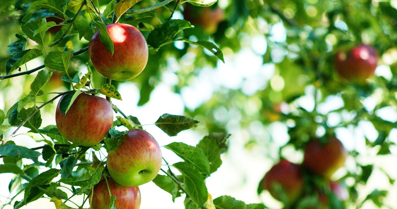Kiedy i jak przycinać jabłonie? /123RF/Picsel, 123RF/Picsel /INTERIA.PL