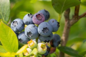Kiedy i jak sadzić borówkę amerykańską? Oto najlepszy sposób