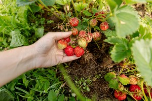 Kiedy i jak sadzić truskawki? Uprawa krok po kroku