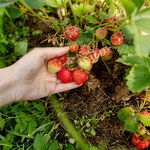 Kiedy i jak sadzić truskawki? Uprawa krok po kroku