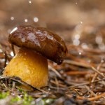 pogoda Kiedy jechać na grzyby po deszczu? Idealny czas na grzybobranie