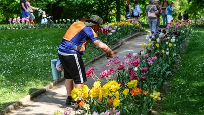 Kiedy jelenie i sarny atakują, botanicy odpowiadają owczą wełną