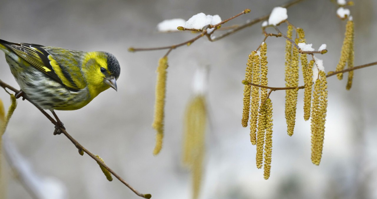 Kiedy kwitnie leszczyna pospolita? /Michel Rauch/Bios Photo/East News /East News