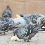 Kiedy mandat za dokarmianie ptaków? Pamiętaj o tych zasadach