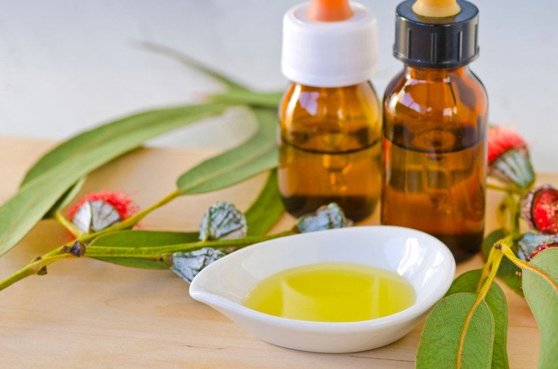 Kiedy męczą cię bóle reumatyczne i przeziębienie sięgnij po olejek eukaliptusowy /123RF/PICSEL