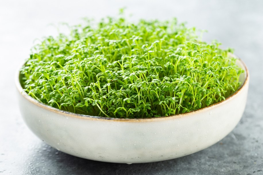 Kiedy najlepiej posadzić rzeżuchę? /Shutterstock