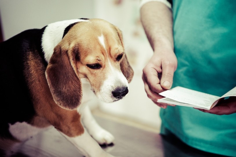 Kiedy należy udać się z psem do weterynarza z powodu łzawiących oczu? /123RF/PICSEL