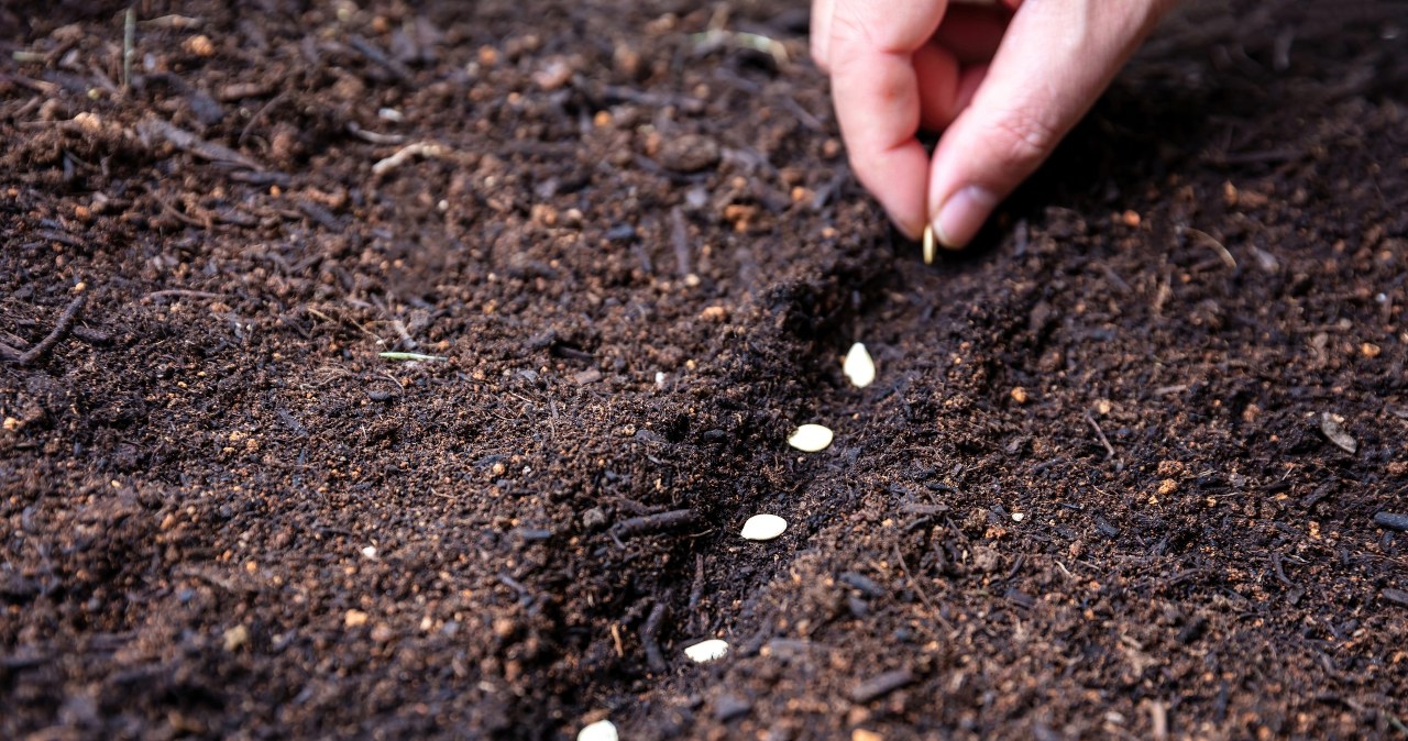 Kiedy należy wysiewać paprykę i jak to robić? /123RF/Picsel, 123RF/Picsel /INTERIA.PL
