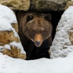 Kiedy niedźwiedzie budzą się z zimowego snu?