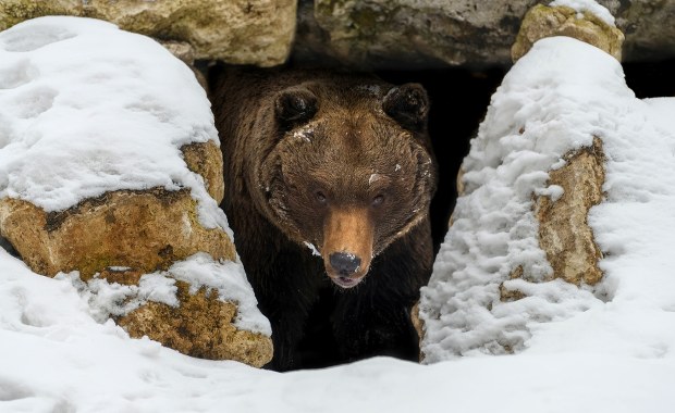 Kiedy niedźwiedzie budzą się z zimowego snu?