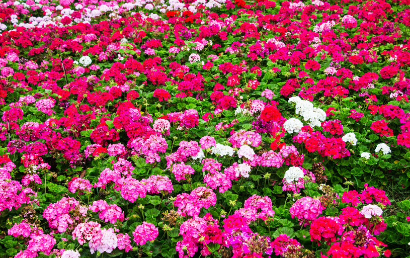 Kiedy pelargonia słabo kwitnie możesz ją pobudzić, aby wydała nowe kwiaty /123RF/PICSEL