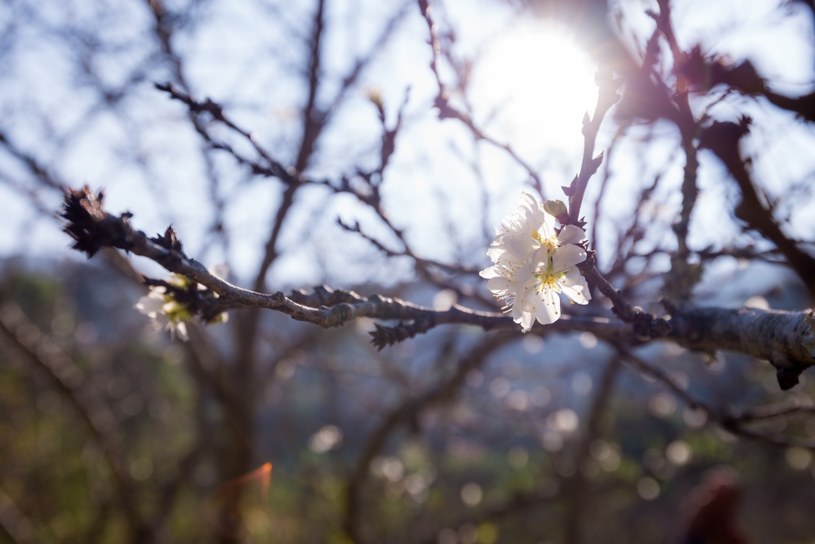 Kiedy pojawi się w Polsce prawdziwa wiosna? /123RF/PICSEL