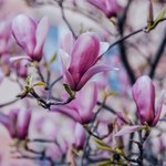Kiedy przycinać magnolię? Najlepszy jeden miesiąc