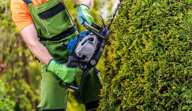 Kiedy przycinać tuje latem? Ważny termin dla ogrodników