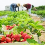 Kiedy przyspieszą procedury ws. pracowników sezonowych z Azji?