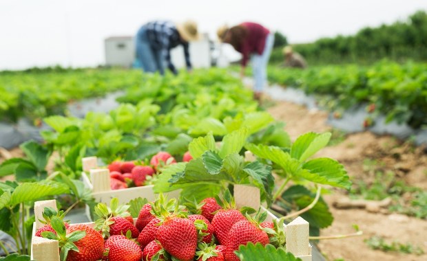 Kiedy przyspieszą procedury ws. pracowników sezonowych z Azji?