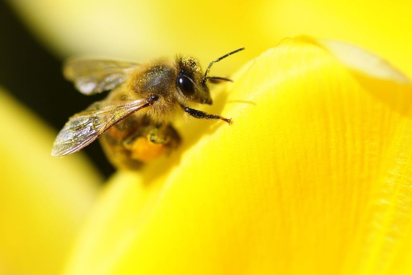 Kiedy pszczoły wyginą, zastąpią je roboty /123RF/PICSEL
