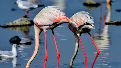 Kiedy ptakom wypadły zęby?