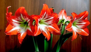 Kiedy sadzić amarylisy, żeby zakwitły przed Bożym Narodzeniem? 
