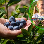 Kiedy sadzić borówkę amerykańską i jak ją uprawiać? Trzy ważne rzeczy