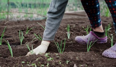 Kiedy sadzić cebulę do gruntu? Sprawdź terminy dla rozsady