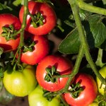 Kiedy sadzić pomidory do gruntu? Z zimnymi ogrodnikami lepiej nie igrać
