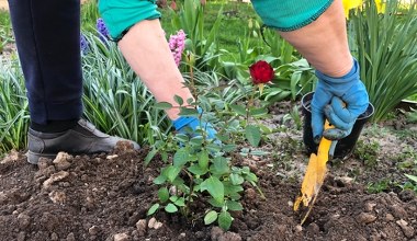 Kiedy sadzić róże, żeby krzewy obsypały się morzem kwiatów? 