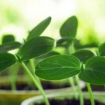 Kiedy siać ogórki na rozsadę? Jeden błąd z terminem i mizerne zbiory