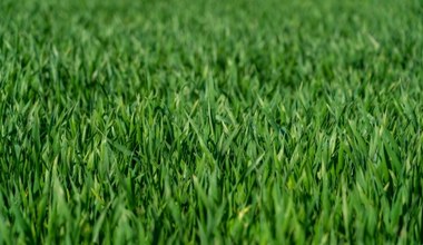 Kiedy siać trawę na jesień i czy taki trawnik przetrwa zimę?