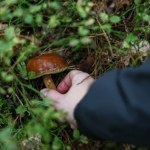 Lasy Państwowe Kiedy tak naprawdę rosną grzyby? Leśnicy obalają największy mit
