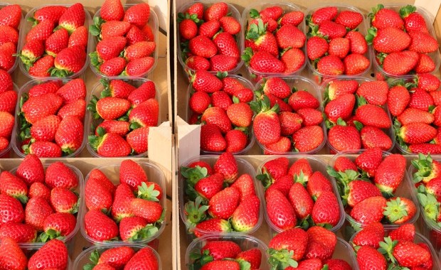Kiedy truskawki będą tańsze? Prognozy plantatorów