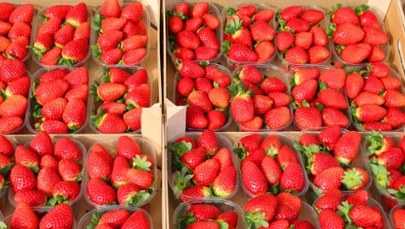 Kiedy truskawki będą tańsze? Prognozy plantatorów