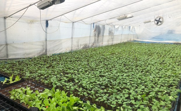 Kiedy warzywa będą tańsze?