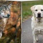 udomowienie Kiedy wilk stał się psem? Wreszcie udało się ustalić ten moment