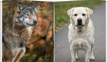 Kiedy wilk stał się psem? Wreszcie udało się ustalić ten moment