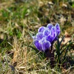 Kiedy zaczyna się wiosna? Cztery daty, łatwo się pomylić