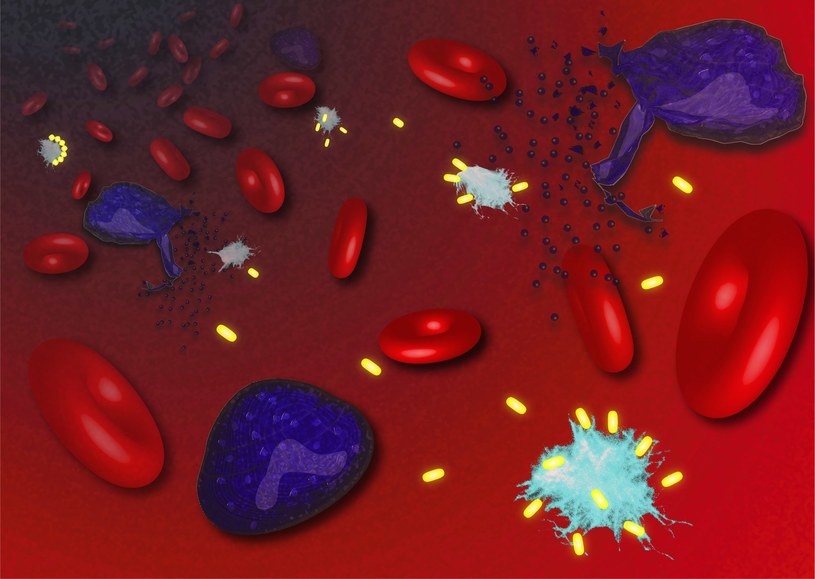 Kiedy zainfekowane komórki (fioletowe) pękają, uwalniają cząsteczki ASC (jasnoniebieskie). Zastosowane w badaniu przeciwciała jednodomenowe (żółte) zapewniają rozpad drobnoustrojów - zmniejsza się stan zapalny /materiały prasowe