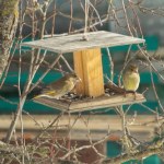 Kiedy zakończyć dokarmianie ptaków? Uważaj. Mały błąd może mieć dla nich fatalne skutki 
