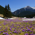 Kiedy zakwitną krokusy w Tatrach w 2021? Jakie inne kwiaty warto obserwować?