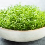 rzeżucha Kiedy zasiać rzeżuchę na Wielkanoc? Nie przegap najlepszego terminu